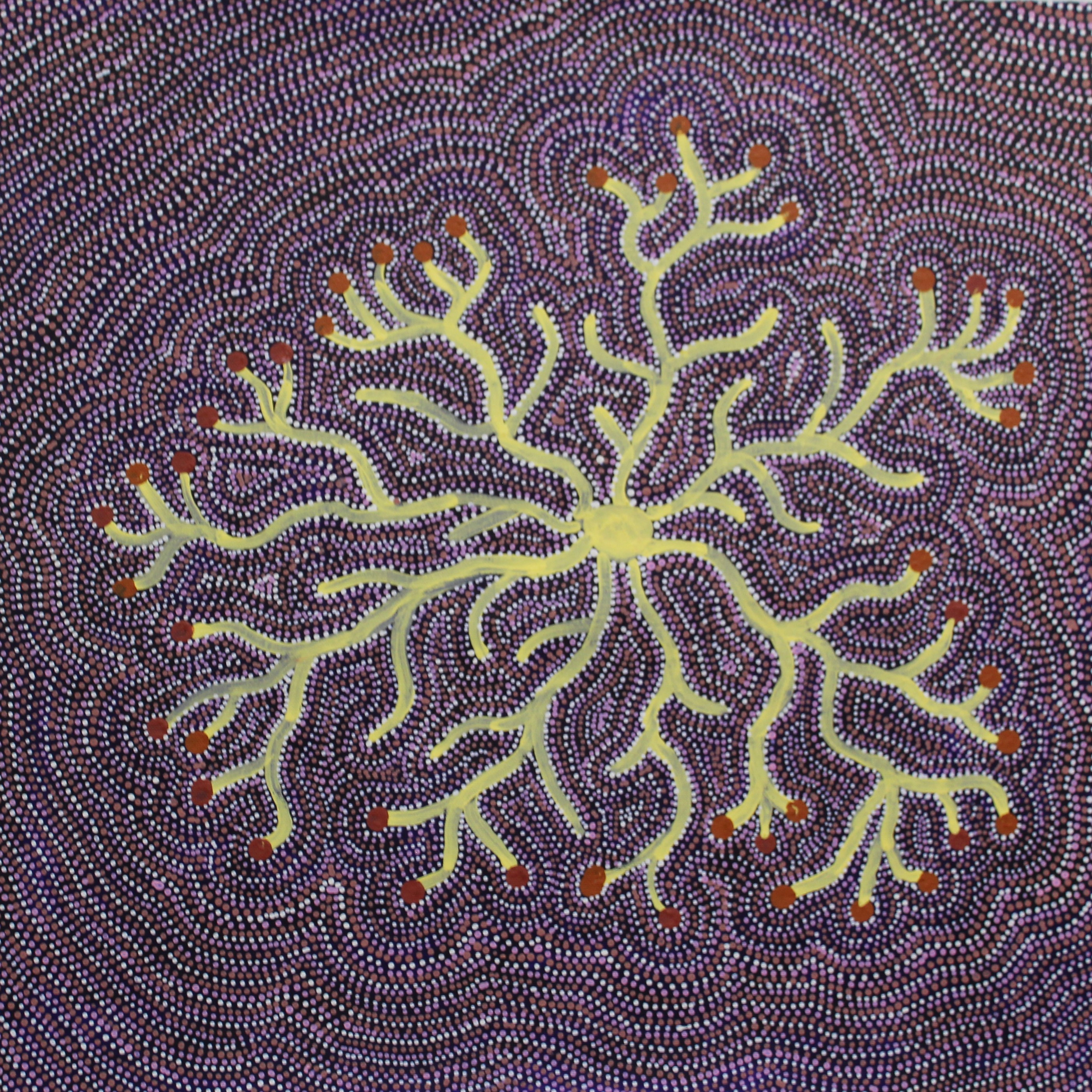 Dry Salt Bush (Ntjamanya)