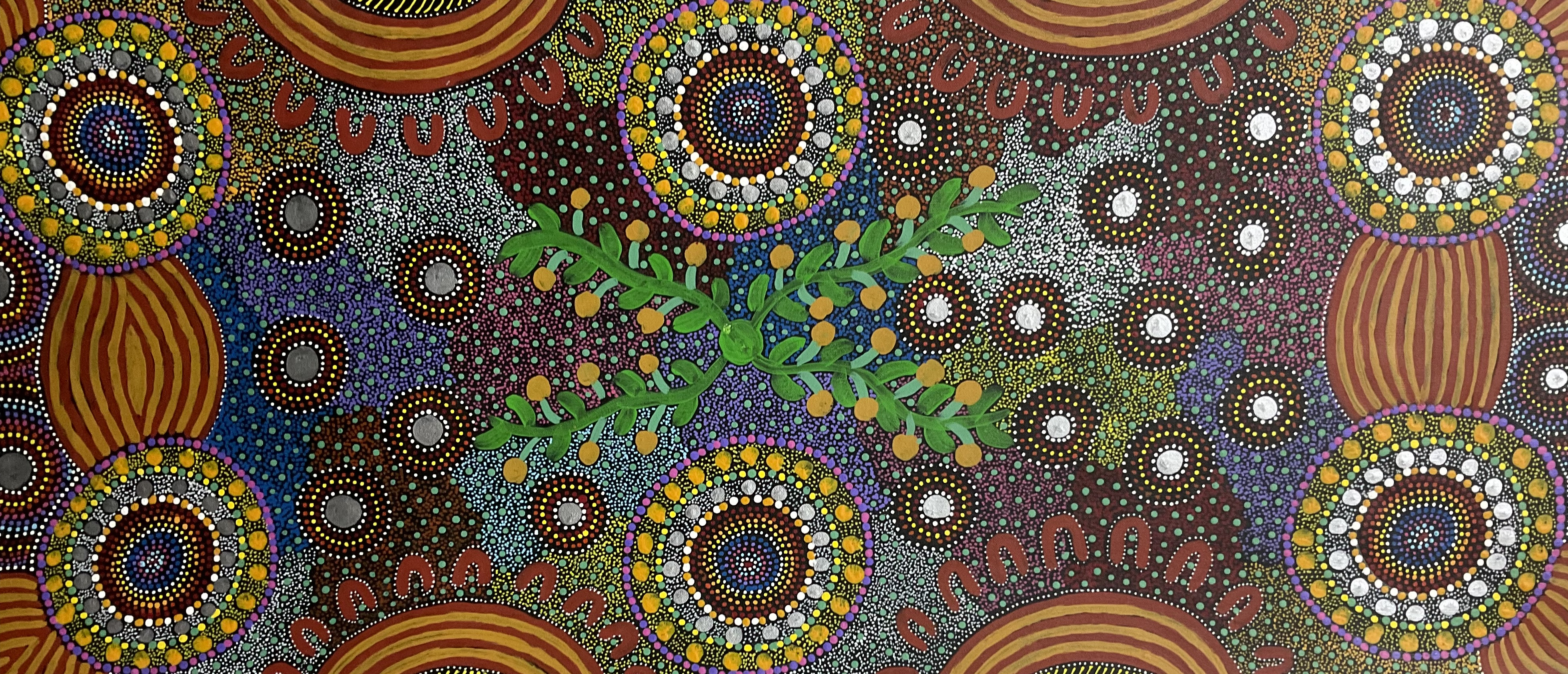 Women collecting bush Tomatoes